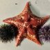 Arnone Lab (@arnonelab) Twitter profile photo Arnone Lab (@arnonelab) Twitter profile photo