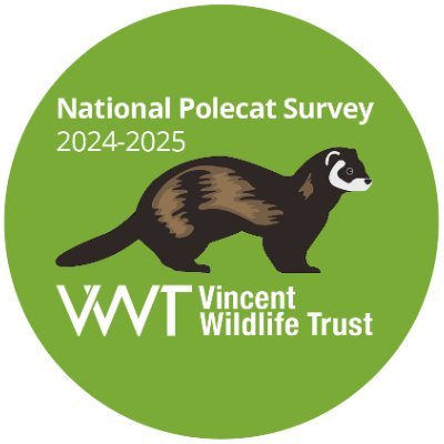 Citizen science survey appealing to the British public for sightings of polecats.

Tag/message us to submit sightings or visit the website below.