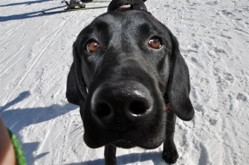 VailPatrolMooks's profile picture. Heading into my second year on Vail Ski Patrol! I might be getting older but I'm still a big puppy.