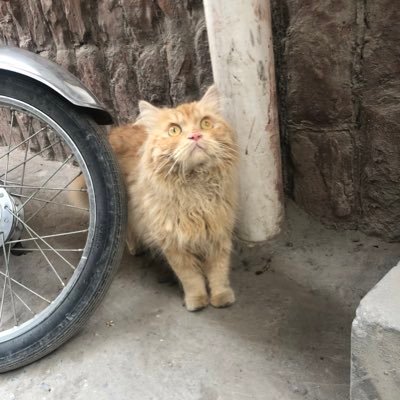 najfi313's profile picture. حي على العزاء