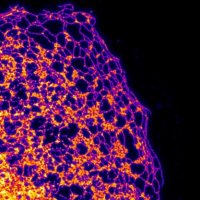 CCHI_lab (@cchi_lab) 's Twitter Profile