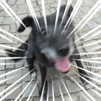 ksasahar's profile picture. 基本，Twitterの更新は終了しました。
ドイツな人，自作PC，携帯端末，Android。ツイート内訳：PC/ガジェット系90%，お仕事系5%，その他5%