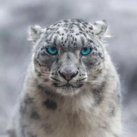 ORFE (@orfe_i) Twitter profile photo