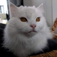 TheKevinner (@thekevinner) 's Twitter Profile