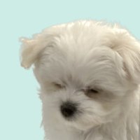 ほたて (@hotahota__te) 's Twitter Profile Photo ほたて (@hotahota__te) 's Twitter Profile Photo