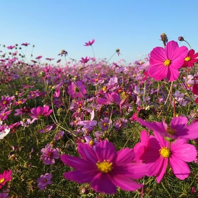 ちっぽけな生き物/ひとりごと垢/心を動かされた風景やモノコトの写真をひっそり投下/