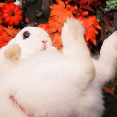 🍲雑食ﾓﾃﾞﾗｰ🐰ｳｻﾁｬﾝ4匹同居 🍙ﾛｰﾀﾘｰ使い