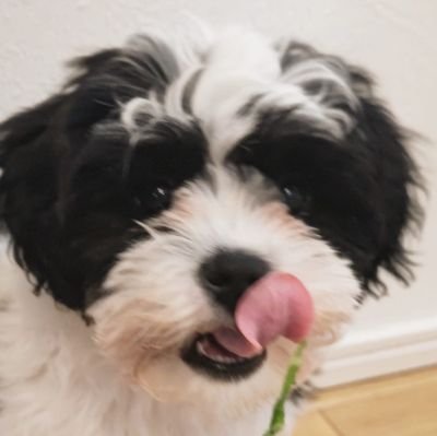 mono0826mono's profile picture. 保護犬monoを愛でる