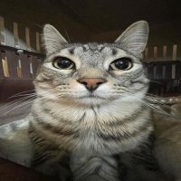 KorboFx (@korbofx_) 's Twitter Profile Photo KorboFx (@korbofx_) 's Twitter Profile Photo