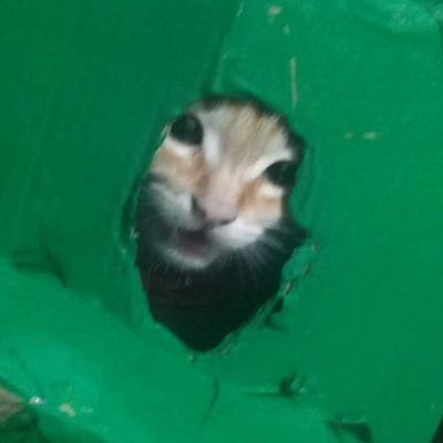 Yorobot2925Vc's profile picture. 