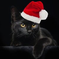 β¨π’π©π¦π€ πππ°π¦π―π¬π³ (@zeligvasirov) 's Twitter Profile