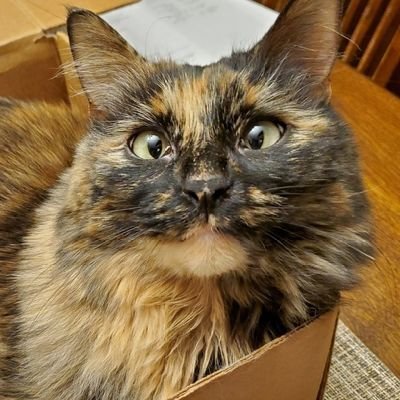 i'me kira (tortie type) - half babey, half gremling, brain full of floof - birthday april 20th