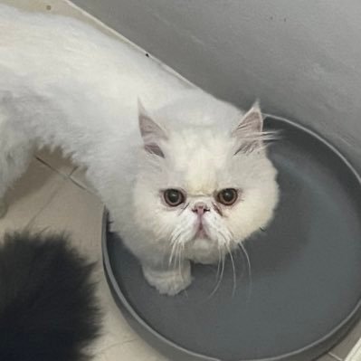 sdtaovy's profile picture. 