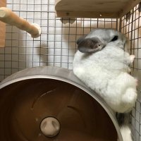 みんちよ (@mintotiyokoko) Twitter profile photo