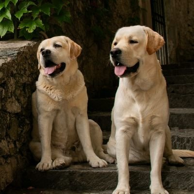 M_a_J_e_l_l_e's profile picture. * 🎵 🎼 🎶 * import Blauwvinger