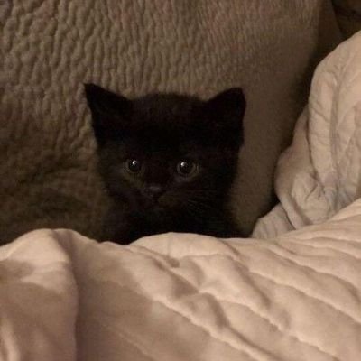 EmmaValen10's profile picture. 19, Multifandom, Likes to draw, 🇲🇽, she/her