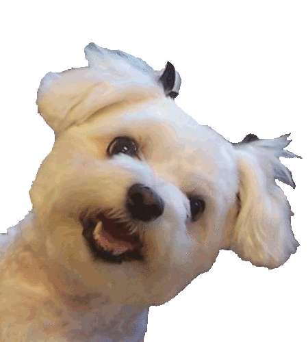 Hi, I'm Baby G. Beautifacation Artist for dogs and cats. Have you been Groomed lately? Need grooming tips? I'm here to help.