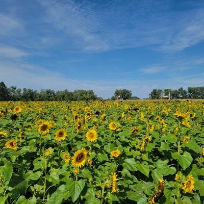 unplugun's profile picture. 爱生活，爱真理，追自由。