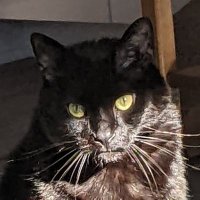 ✨Jamie✨ (@meepmerpmeep) 's Twitter Profile