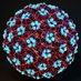 humanpapivirus2