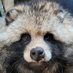 Tanukiさん (@tatsukiblog33) Twitter profile photo Tanukiさん (@tatsukiblog33) Twitter profile photo