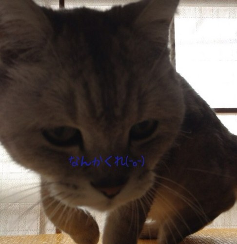 chika355ms's profile picture. 