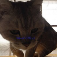 Chikao U(@chika355ms) 's Twitter Profile Photo
