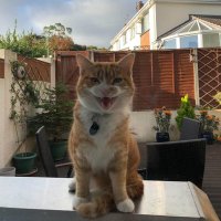 kitsch (@edmontonyute) 's Twitter Profile