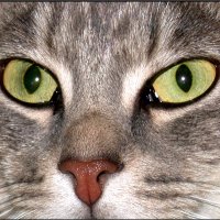 SPQR (@spqr_scippion) 's Twitter Profile