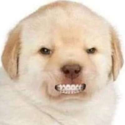 BABYGrok16488's profile picture. One Iced out puppy 🐶 🥶🧊 ❄️