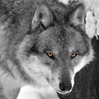 Ekmek partili (@dagefendisi) 's Twitter Profile Photo Ekmek partili (@dagefendisi) 's Twitter Profile Photo