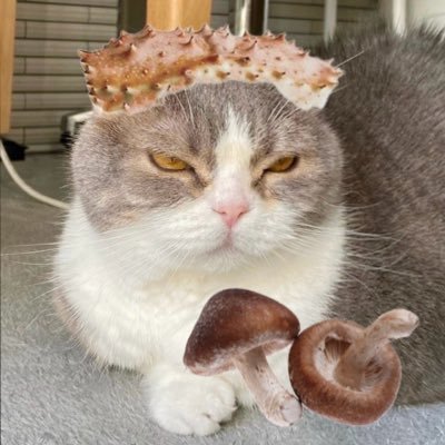 4580shiitake's profile picture. ＃タケログ｜川崎競輪場所属｜1994デビュー|🚲しじみ様の飼い主|ランニング＆ご当地グルメ巡り街散策|選手の魅力を発信したいと思います|2021.2.24Twitter発走しました|ソウルフードシウマイ弁当|🚴‍♀️🚴‍♀️🚴‍♀️🚴‍♀️🚴‍♀️