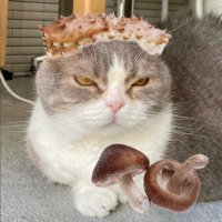 石井毅(しいたけ) (@4580shiitake) 's Twitter Profile