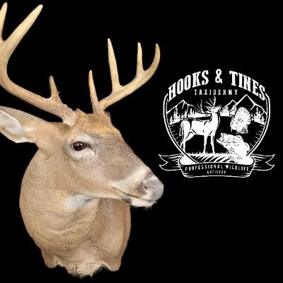 Hooks & Tines Taxidermy. Providing professional and award winning taxidermy to central Michigan.