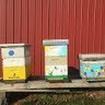 DCApiariesLLC's profile picture. 