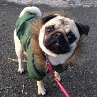 さくら(パグ)の親父 (@xgrlaq) 's Twitter Profile