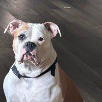 Pbudreau (@budreaupeter) 's Twitter Profile