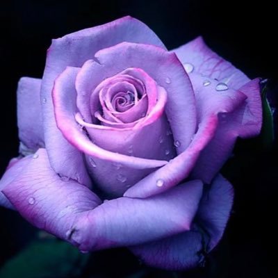 Mdv77Rose's profile picture. Fascinated by Politics; Loves Reading, Traveling, Movies/Drama’s, Watching Sports..❤️