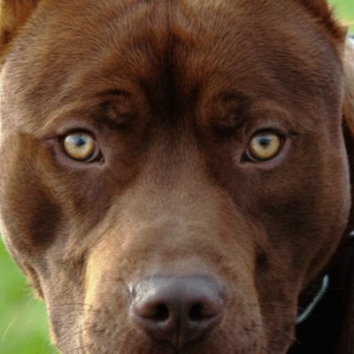 doggyscienceusa's profile picture. Yes sirrrr we go jimmmm #pitbulls are the sweetest dogs. ask me about the facts and sources 😌