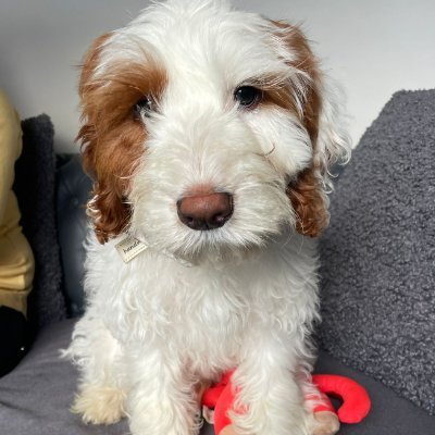 Rachael53140344's profile picture. Programme Manager, KSS MatNeoSIP, Midwife, Mum of five, grandmother of one, passionate, caring, empowering, engaging, inclusive, happy, loved, and resilient.