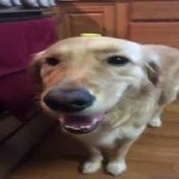 Butterdog (@butterdog_sol) 's Twitter Profile
