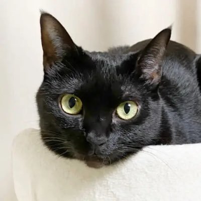 副業でせどり始めたばかりです。 AIにも興味あり