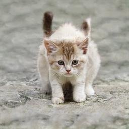 sawayn48622's profile picture. 