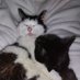 🏳️⚧️🏳️🌈That trans 🐈 w/all the depression 🍉 (@cyringhouse) Twitter profile photo 🏳️⚧️🏳️🌈That trans 🐈 w/all the depression 🍉 (@cyringhouse) Twitter profile photo