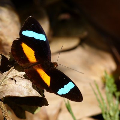 ultrasauce7's profile picture. save the bees