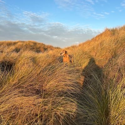 Texel💚🖤