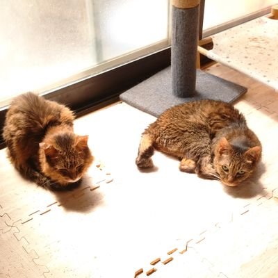 YfWNLuu1Q5Pbkme's profile picture. #星野源  #猫大好き  #保護猫活動中  #てんかん   #パニック障害   #閉恐怖症所