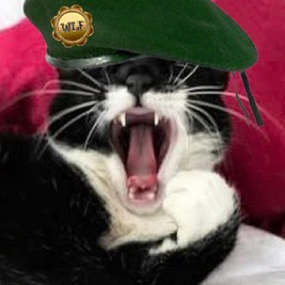 Barneythefatcat's profile picture. Barney C. Barnstable. The c is for cat. I attribute my large frame to a diet of purina & occasional recreational cat nip. Mock me at your peril.