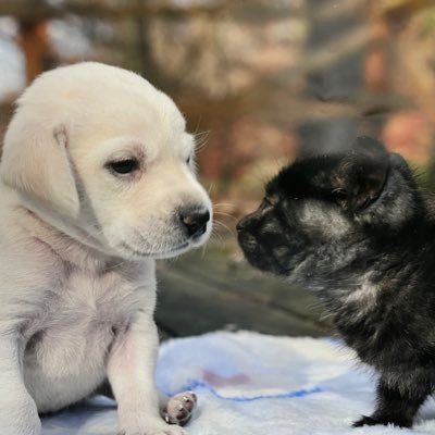 猫320匹と犬38頭を常時保護している愛護団体・動物いのちの会いわての公式ツイッター。発信専用、発足24年目です。Instagramも始めましたhttps://t.co/nhVRaHs78p