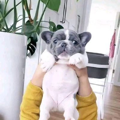 Welcome to @frenchie_cmnty🐕
🐕 We share daily #bulldog content🐕
Follow us if you really love❤️ #frenchie🐕
#englishbulldog #frenchbulldog
visit our store👇👇